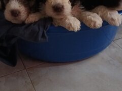 Vand cateluse Lagotto Romagnolo varsta 6 saptamani