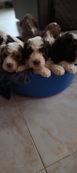 Vand cateluse Lagotto Romagnolo varsta 6 saptamani