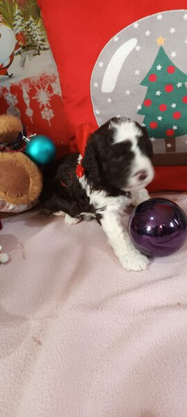 Vand cateluse Lagotto Romagnolo varsta 6 saptamani