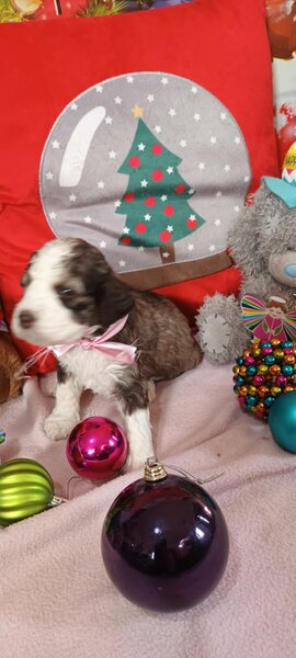 Vand cateluse Lagotto Romagnolo varsta 6 saptamani