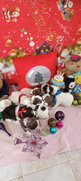 Vand cateluse Lagotto Romagnolo varsta 6 saptamani