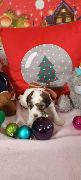 Vand cateluse Lagotto Romagnolo varsta 6 saptamani