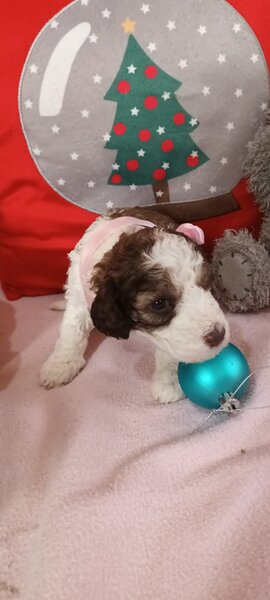 Vand cateluse Lagotto Romagnolo varsta 6 saptamani