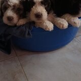 Vand cateluse Lagotto Romagnolo varsta 6 saptamani